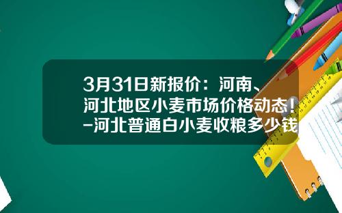 3月31日新报价：河南、河北地区小麦市场价格动态！-河北普通白小麦收粮多少钱